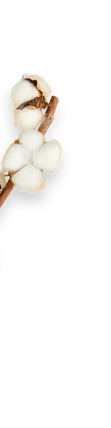 cotton